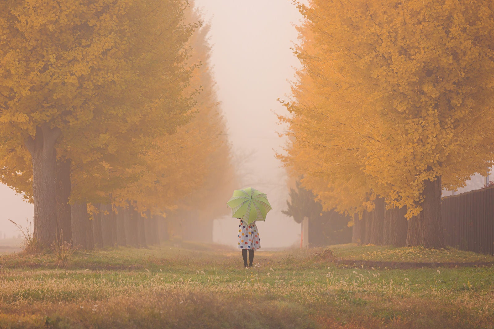 「朝霧のイチョウ並木」の写真