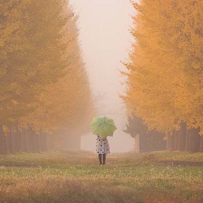 朝霧のイチョウ並木の写真
