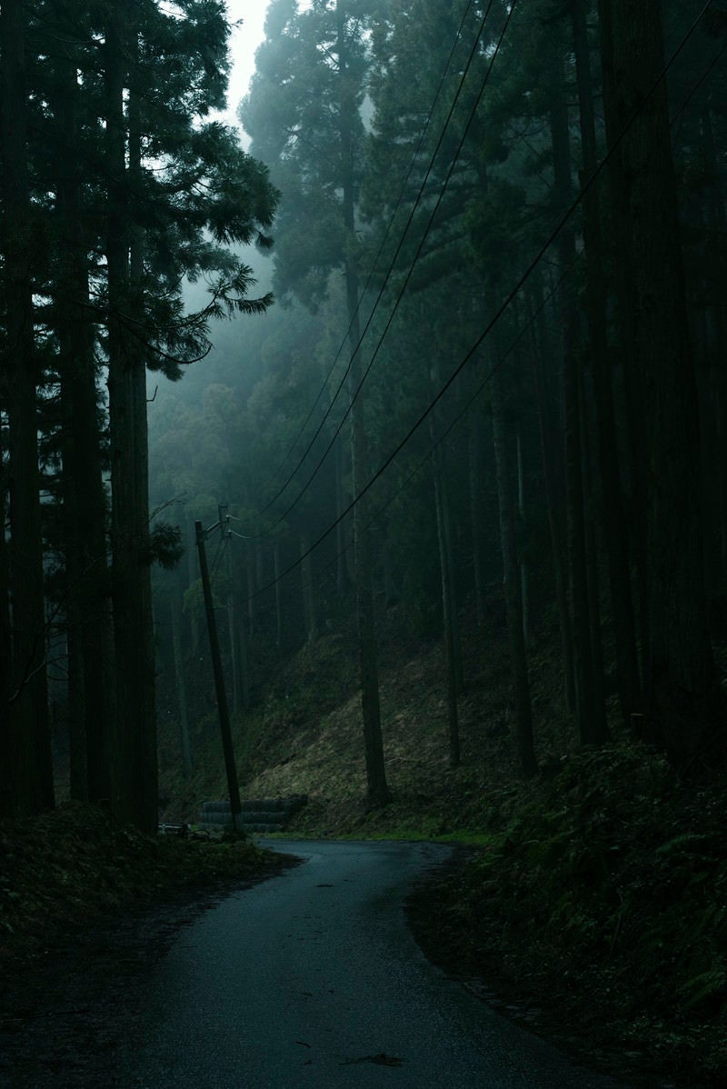 「暗い杉林の中に張り巡らされた電線」の写真