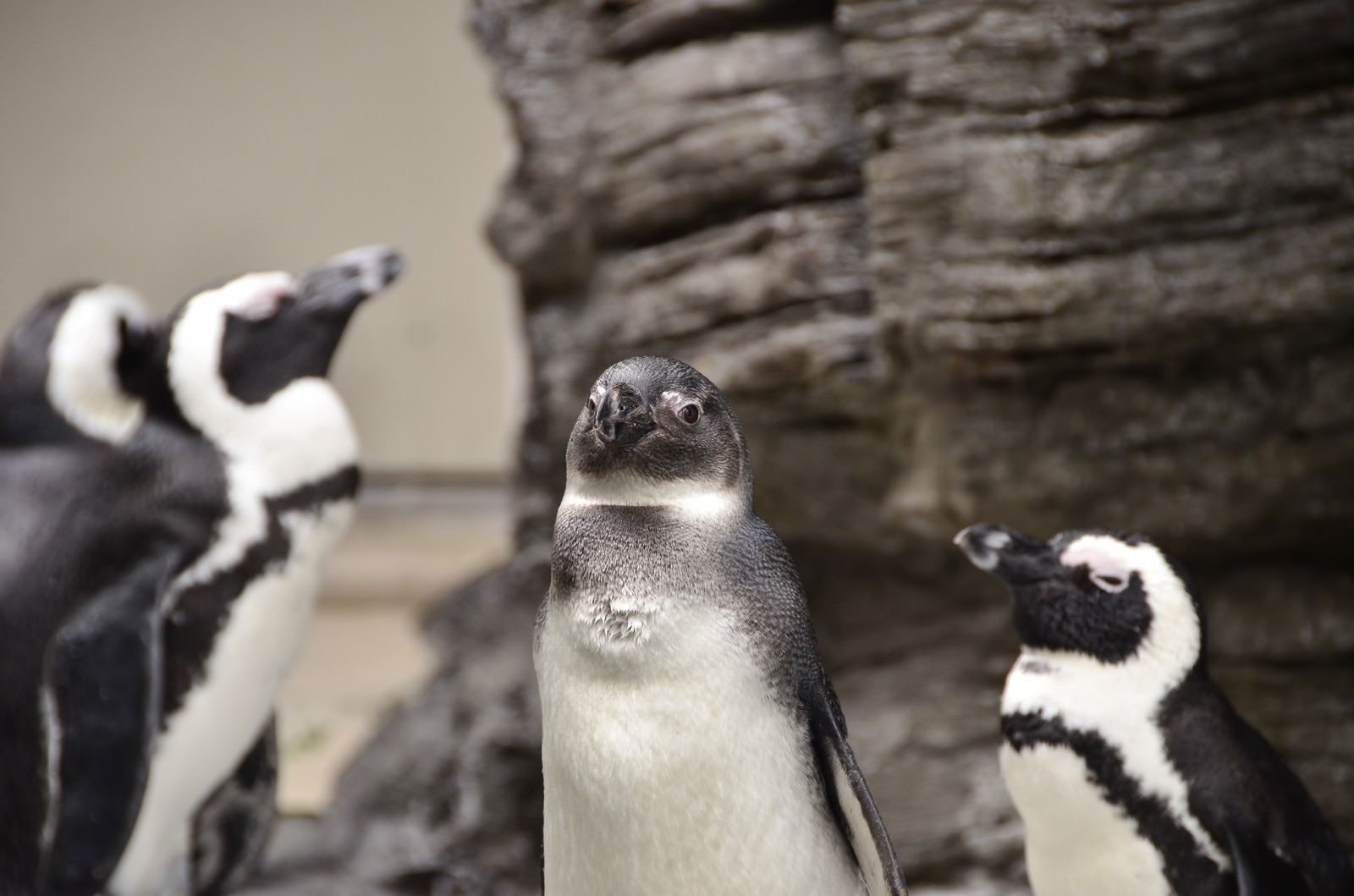 「群れの長っぽいペンギン」の写真