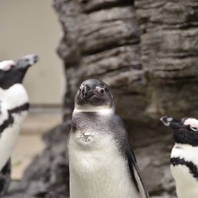 群れの長っぽいペンギンの写真