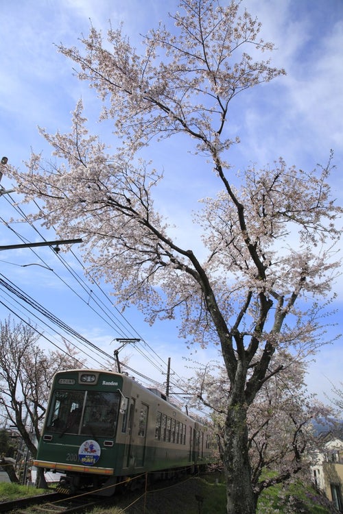青空の中走る電車と桜の写真