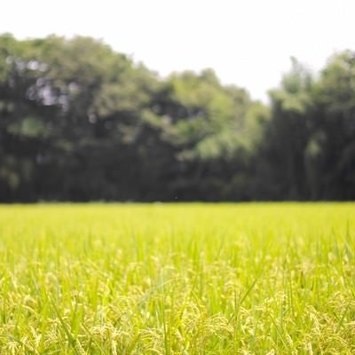 夏の田んぼと稲の写真