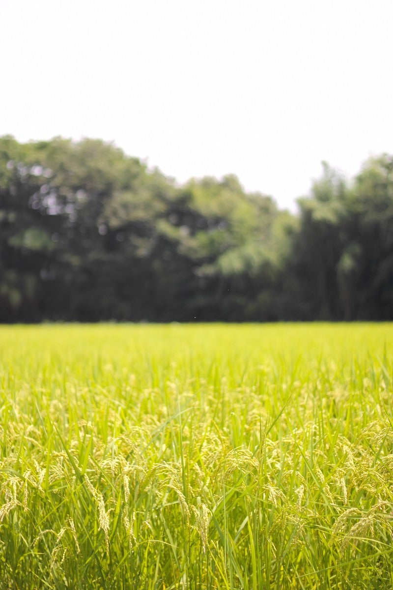 「夏の田んぼと稲」の写真