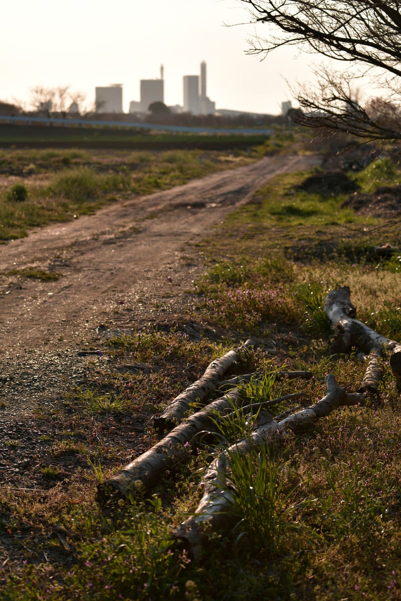「舗装されていない農道と倒木」の写真