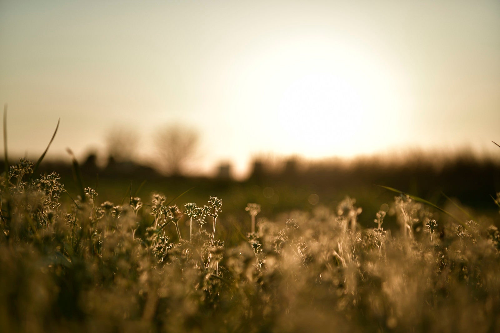 「ドラマチックな夕日と足元の雑草」の写真