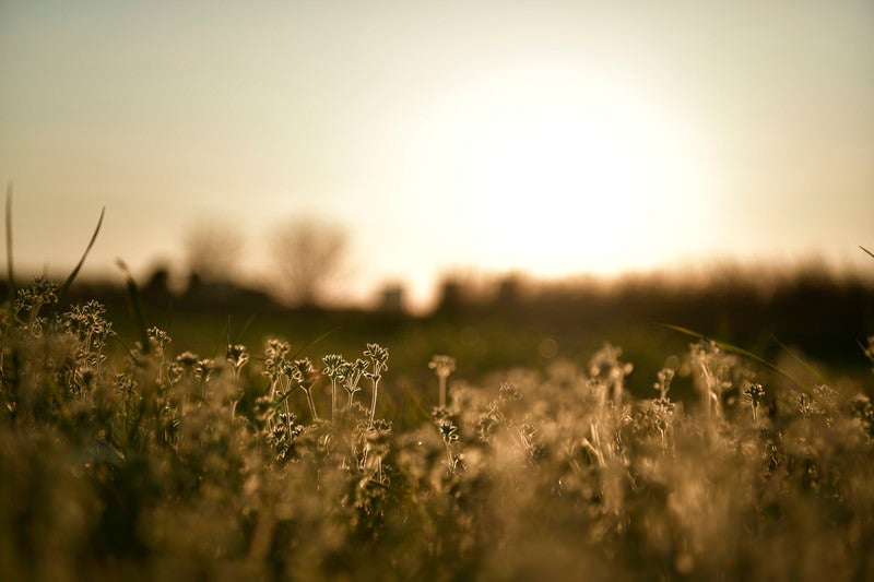 ドラマチックな夕日と足元の雑草の写真