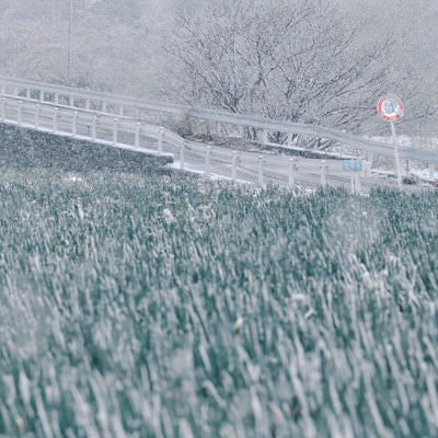 ネギ畑と降りしきる雪と標識の写真