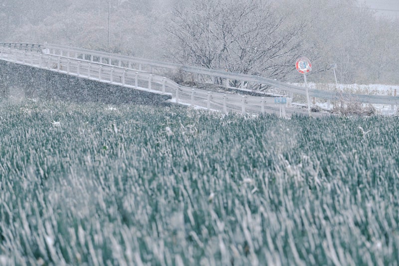 ネギ畑と降りしきる雪と標識の写真