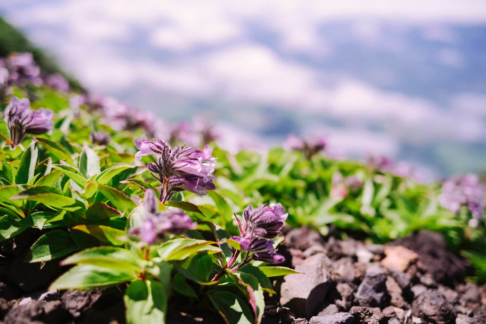 「羊蹄山に咲くイワブクロの花」の写真