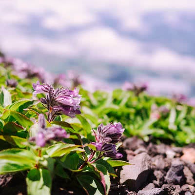 羊蹄山に咲くイワブクロの花の写真