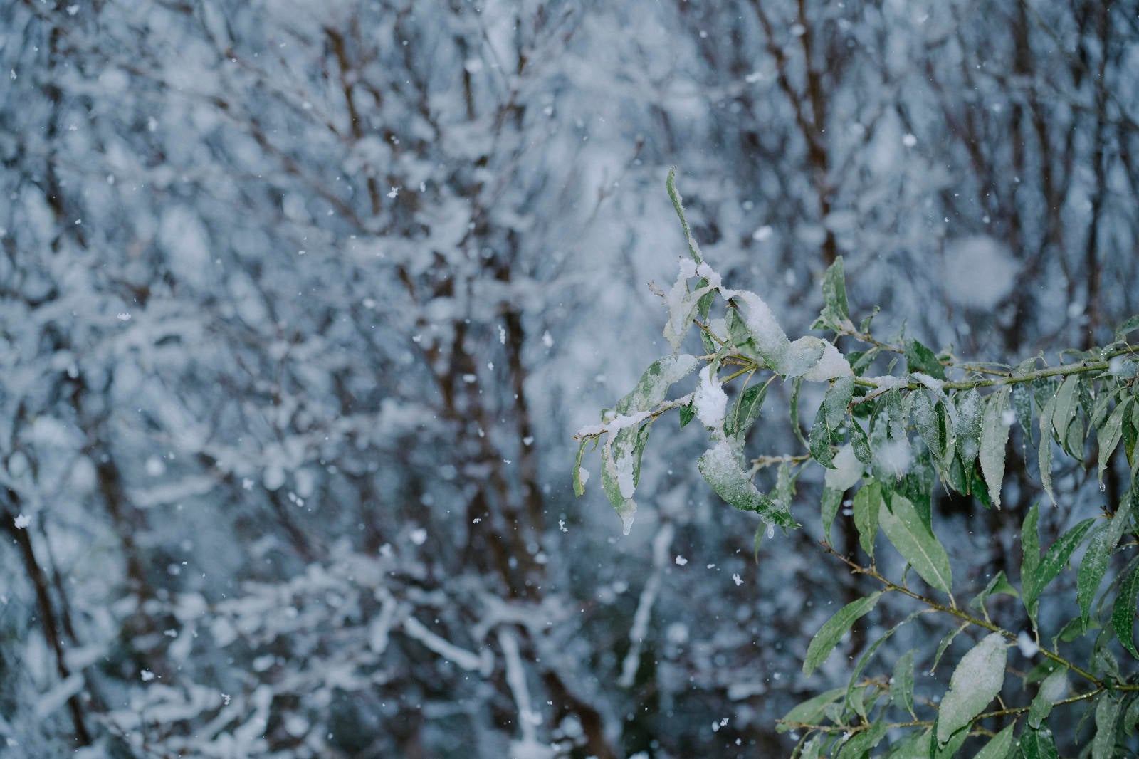 「ベシャ雪が降り積もる若木の葉」の写真
