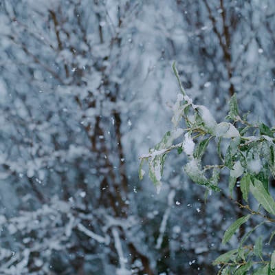 ベシャ雪が降り積もる若木の葉の写真