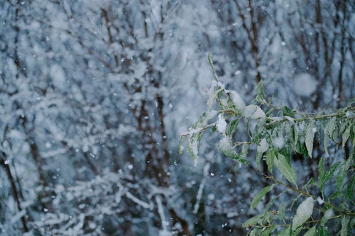 ベシャ雪が降り積もる若木の葉の写真