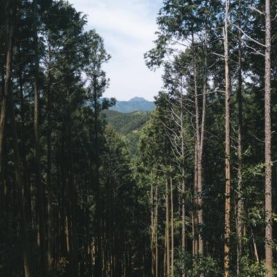背が高い木々の間から見える青空の写真