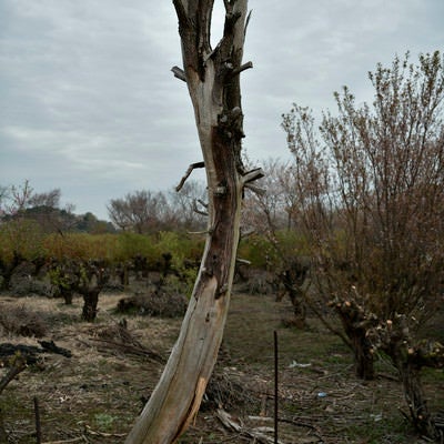 倒れかけの枯れ木の写真