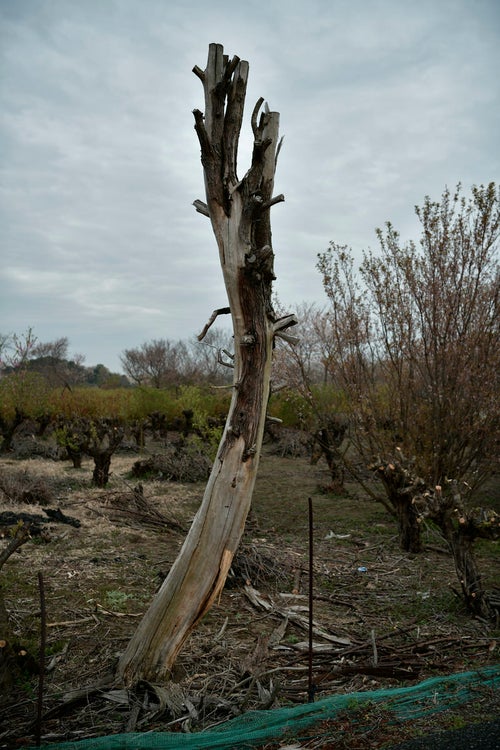 倒れかけの枯れ木の写真