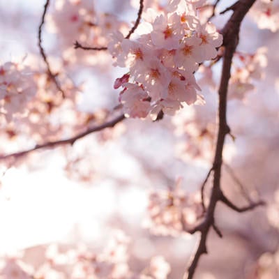 優しい色の夕日に染まる桜の花の写真