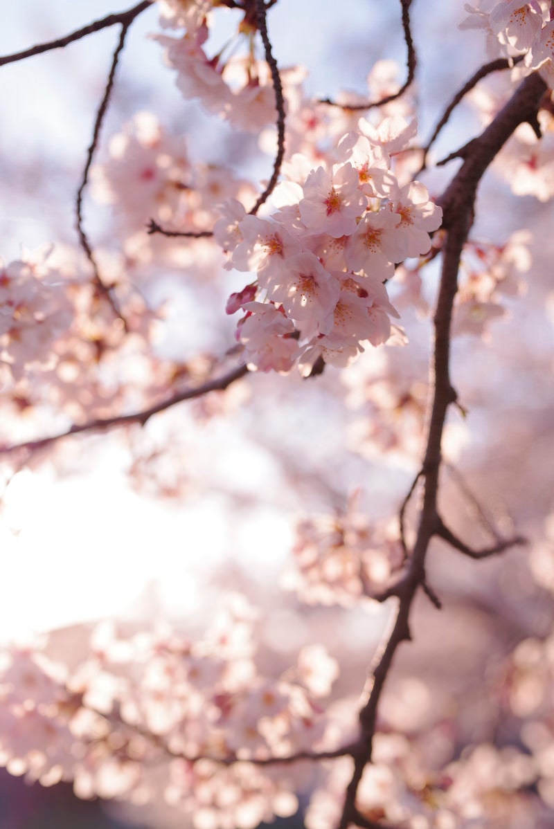 「優しい色の夕日に染まる桜の花」の写真