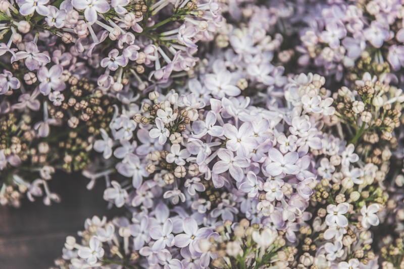 ライラックの蕾と花の写真