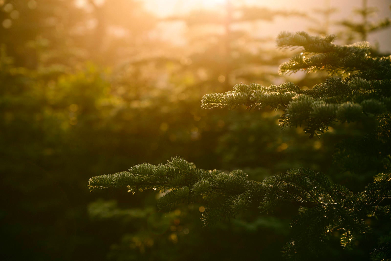 「朝日に浮かぶ松の木が印象的な尾根道」の写真