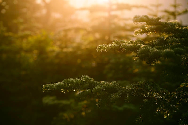 朝日に浮かぶ松の木が印象的な尾根道の写真
