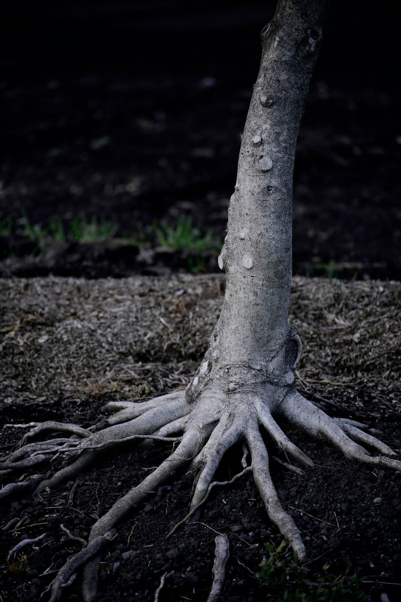 「動物の肌のような肉感を持った木」の写真