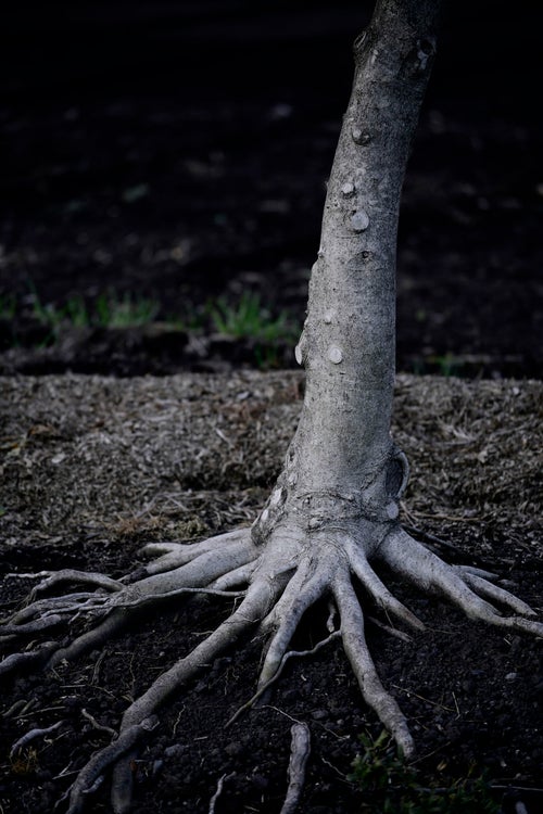 動物の肌のような肉感を持った木の写真
