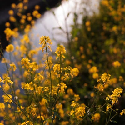 午後の夕日に染まる菜の花の写真