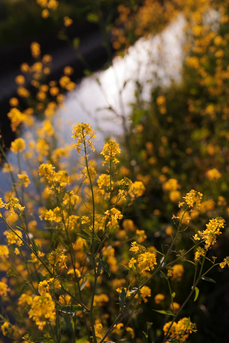 「午後の夕日に染まる菜の花」の写真