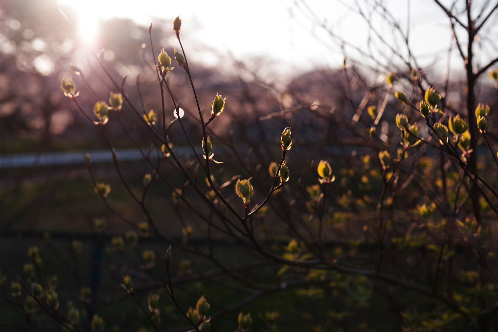 「午後の夕日に照らされる新緑の葉」の写真