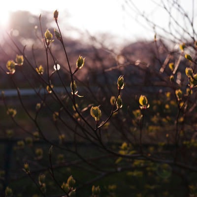 午後の夕日に照らされる新緑の葉の写真