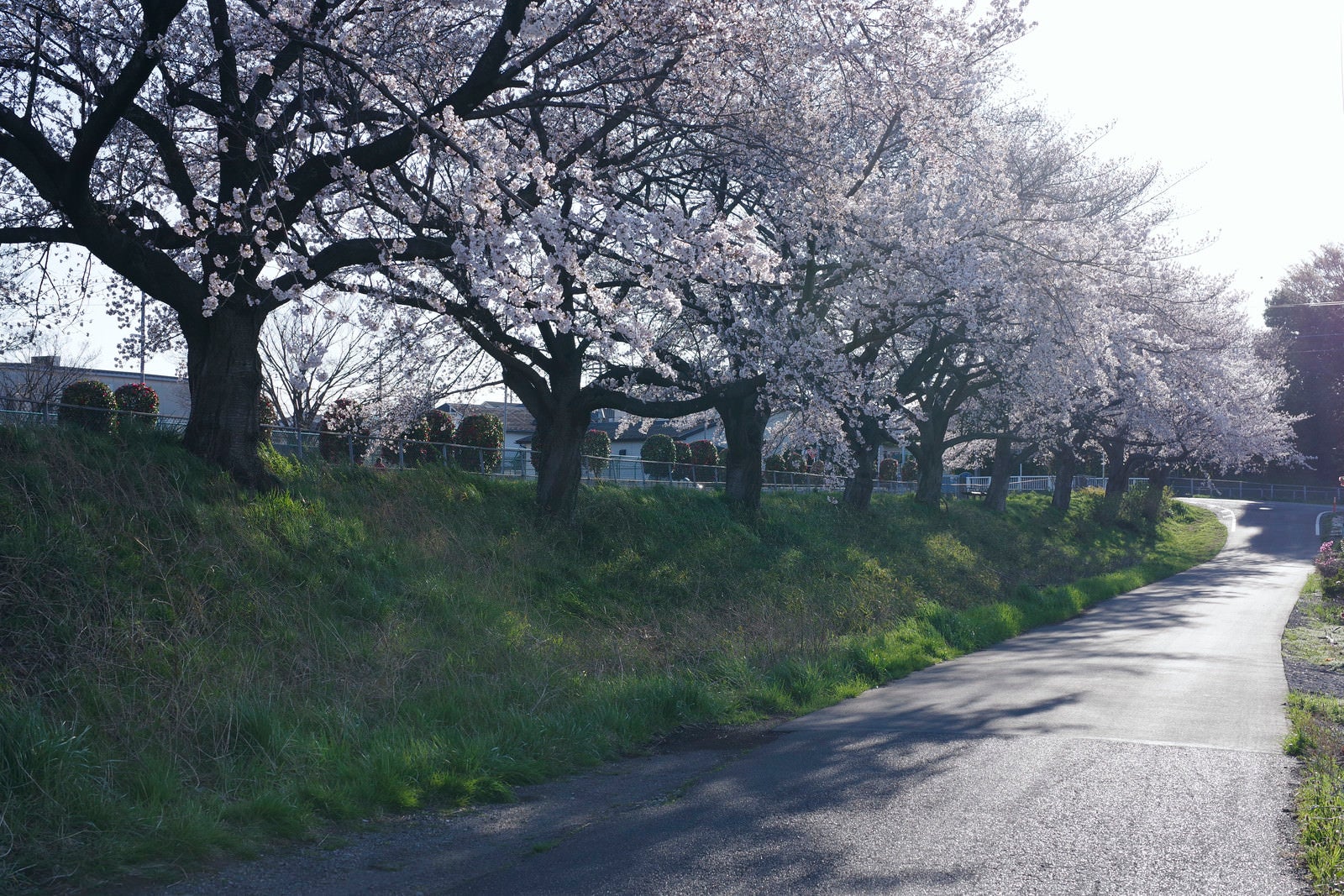 「午後の陽気の中の桜並木」の写真