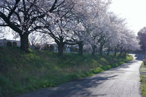 午後の陽気の中の桜並木の写真