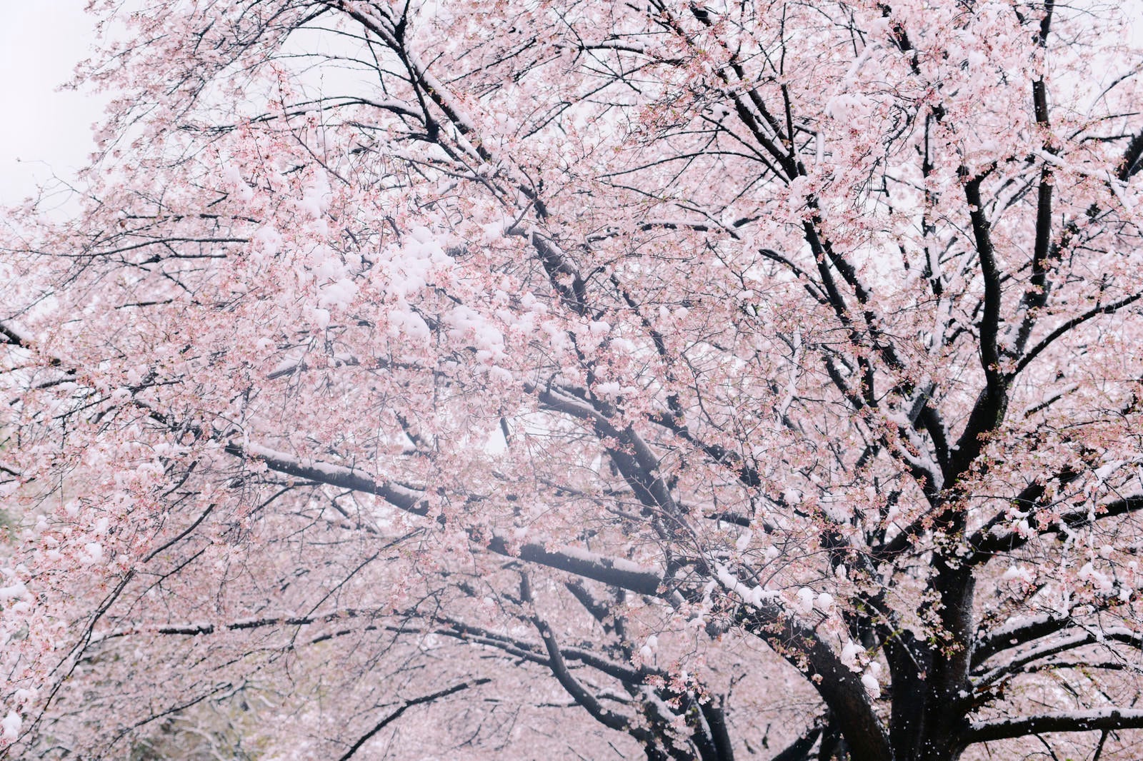 「吹雪の中で耐える桜」の写真