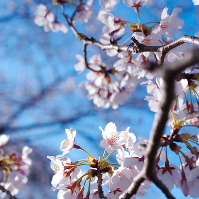 咲きたてのソメイヨシノと青空の写真