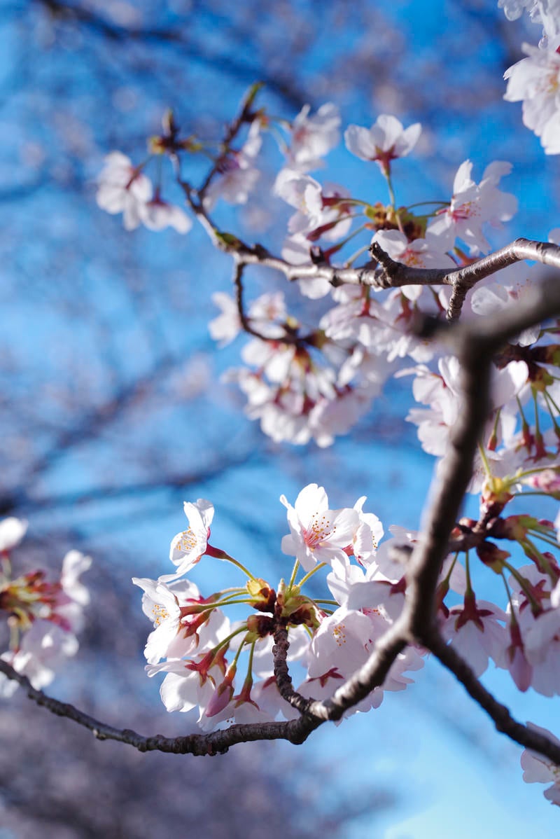 咲きたてのソメイヨシノと青空の写真