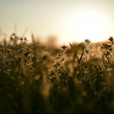 夕日に彩られるドラマチックな雑草の写真