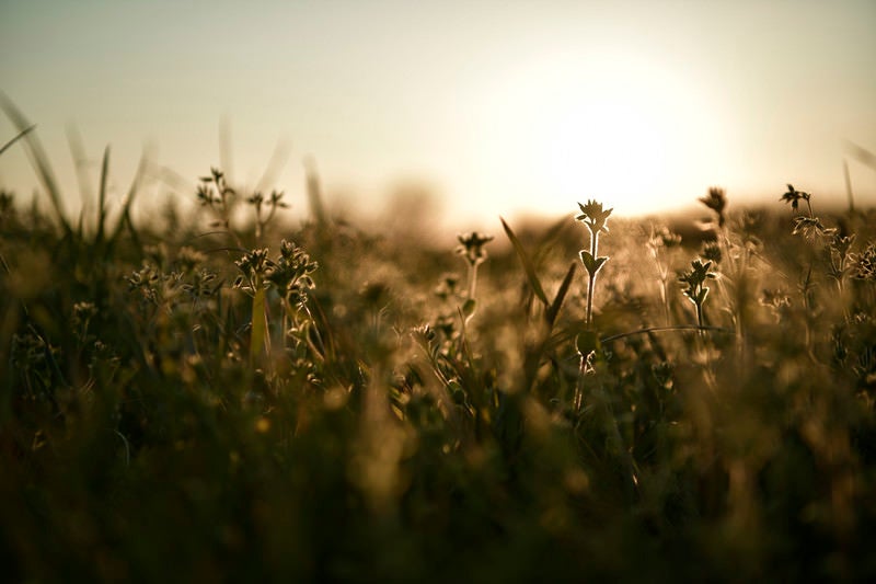 夕日に彩られるドラマチックな雑草の写真