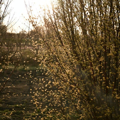 夕日に照らされる山茱萸（サンシュユ）の写真