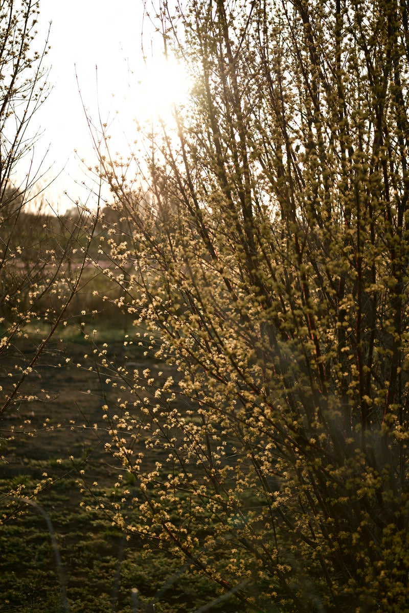 「夕日に照らされる山茱萸（サンシュユ）」の写真