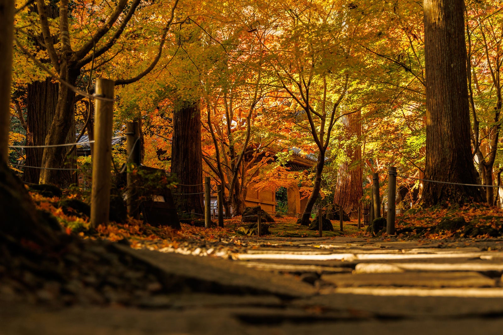 「秋の円通院」の写真