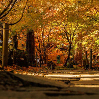 秋の円通院の写真