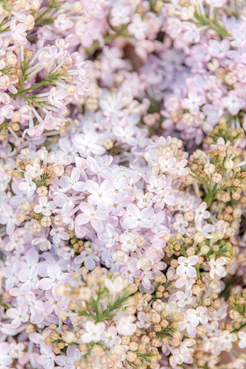 「溢れるライラックの花と蕾」の写真