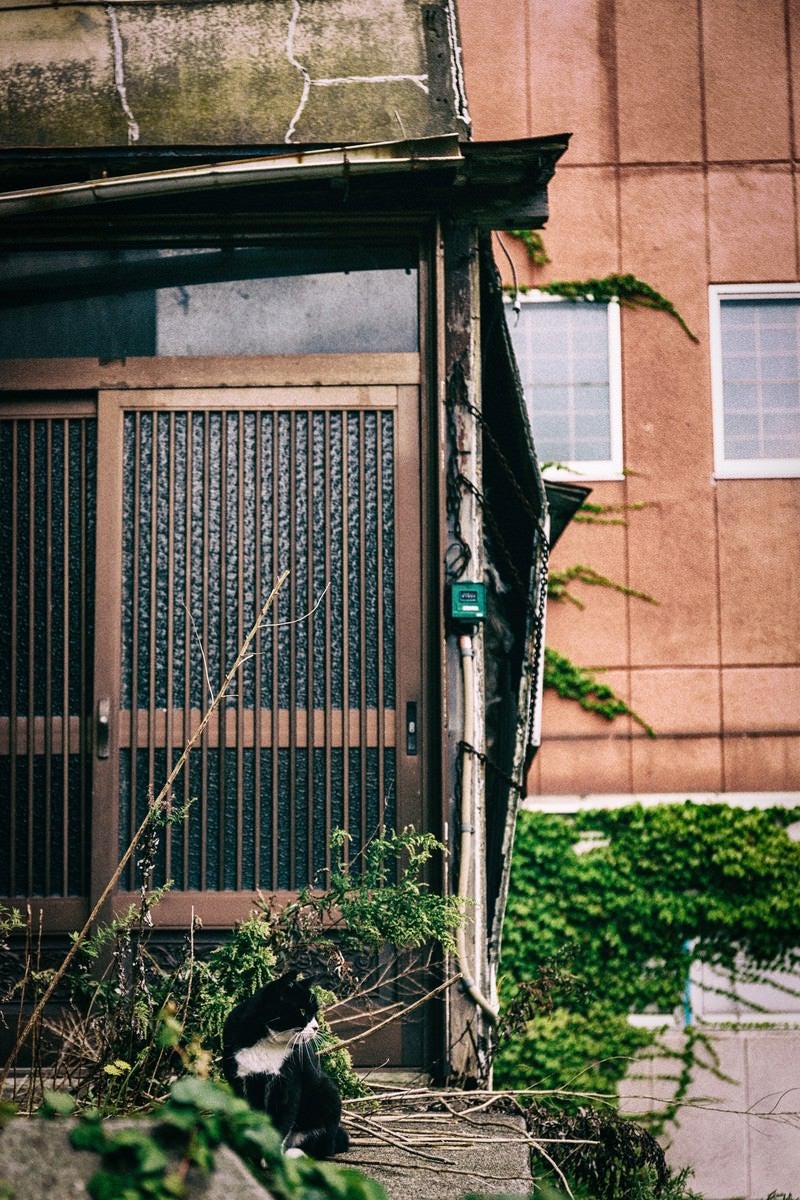 「廃屋の玄関とヌコ」の写真