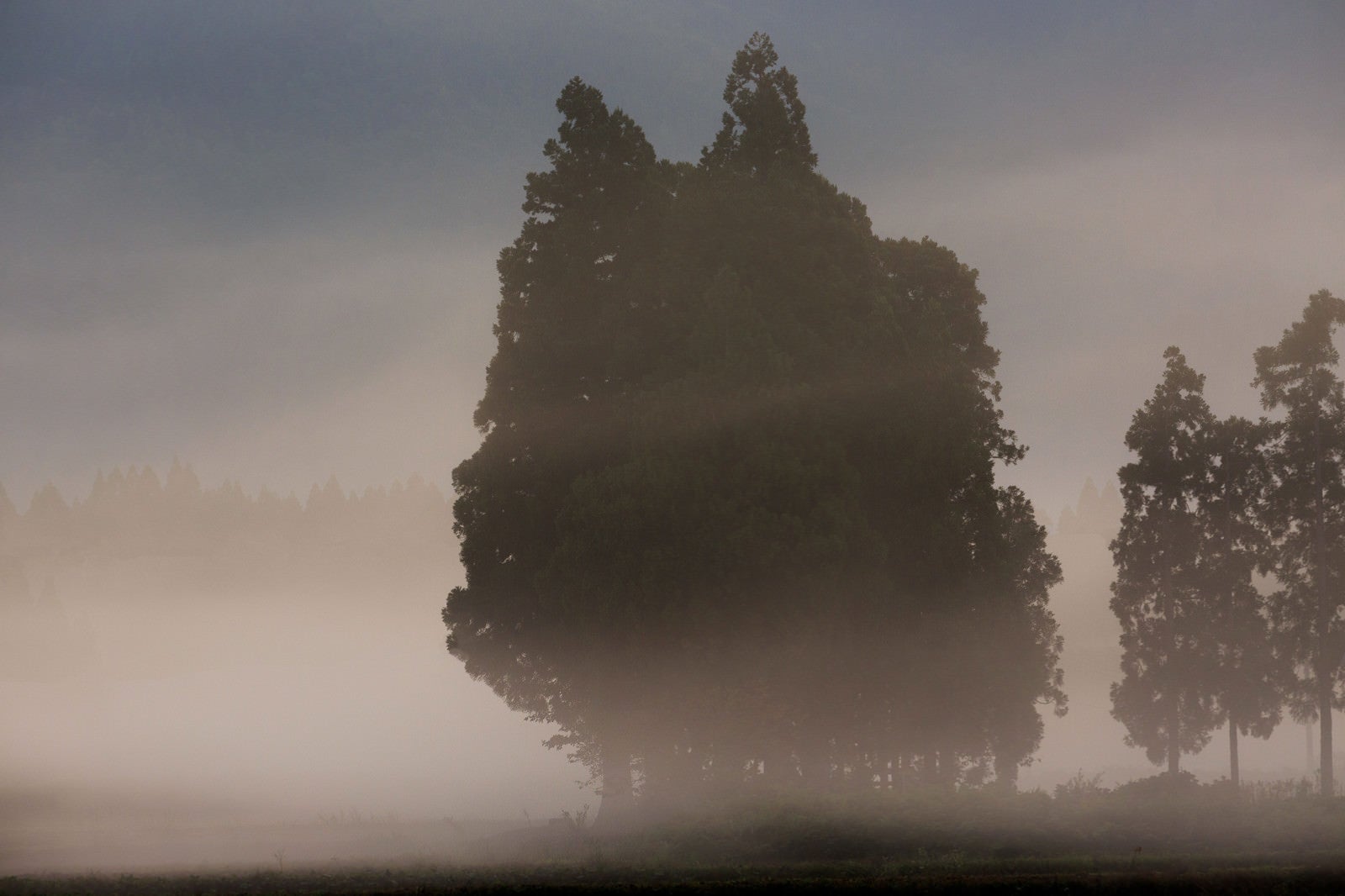 「霧の中の木立」の写真