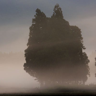 霧の中の木立の写真