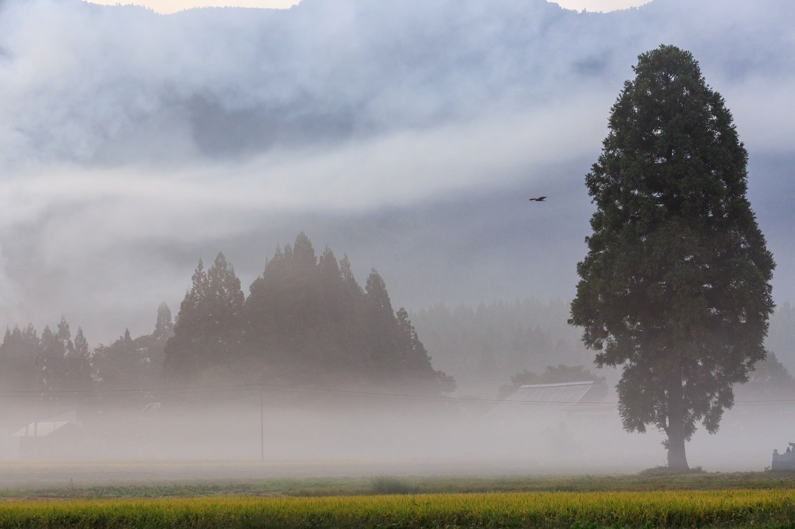 「霧に包まれる農村の朝」の写真