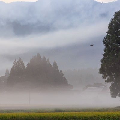霧に包まれる農村の朝の写真