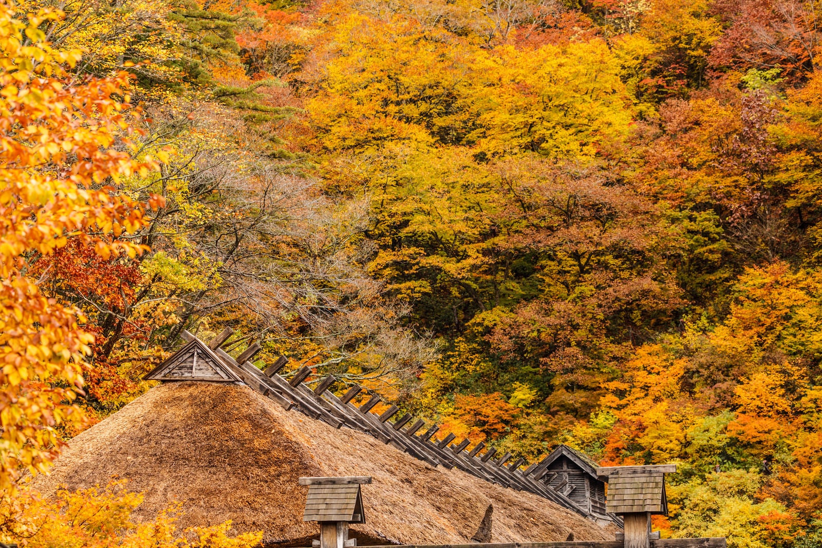 「黄葉と茅葺屋根」の写真